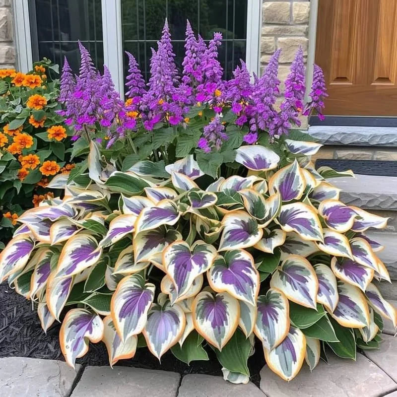 Graines d’Hosta Rares – Plante Vivace d’Ombre Facile à Cultiver