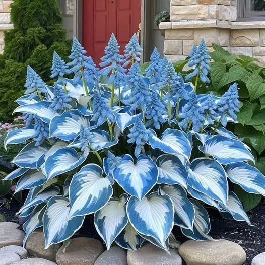 Graines d’Hosta Rares – Plante Vivace d’Ombre Facile à Cultiver