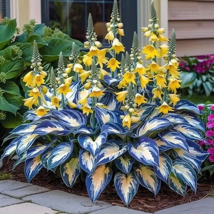 Graines d’Hosta Rares – Plante Vivace d’Ombre Facile à Cultiver