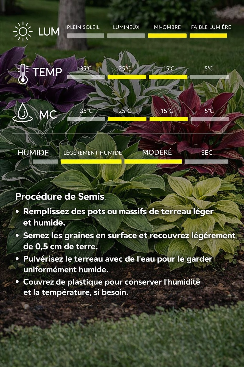Graines d’Hosta Rares – Plante Vivace d’Ombre Facile à Cultiver